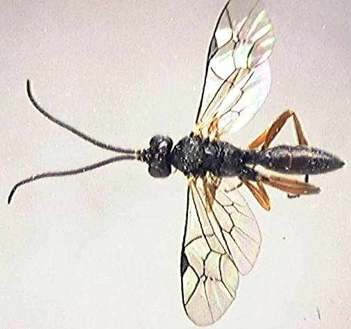 Ichneumonidae 21